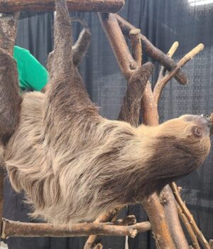 Families Travel to Stettler for Wildlife Festival