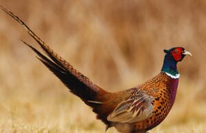 Another Great Year For The Pheasant Festival