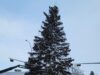 Christmas Tree Installed on Main Street