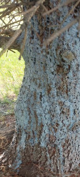 Cytospora Canker 2 - Hometown Media Stettler