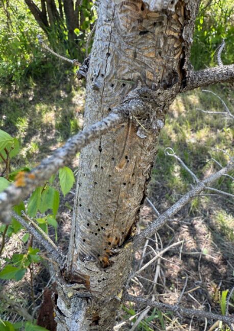 Spruce Beetle - Hometown Media Stettler