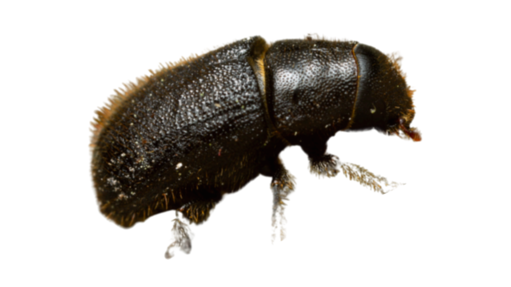 Spruce Beetle - Hometown Media Stettler