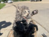 “This is a very lucky Kitten”: Rescuer Saves Cat From Storm Drain