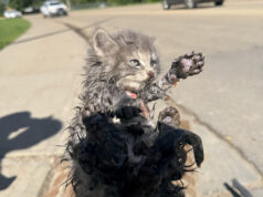 “This is a very lucky Kitten”: Rescuer Saves Cat From Storm Drain