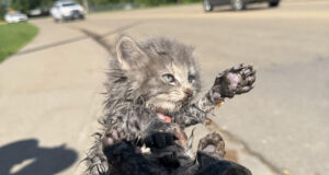 “This is a very lucky Kitten”: Rescuer Saves Cat From Storm Drain