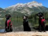 New Dogs Join Alberta’s Fight Against Mussels