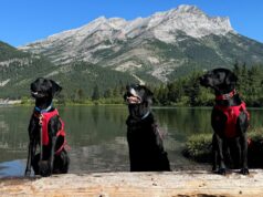 New Dogs Join Alberta’s Fight Against Mussels
