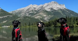 New Dogs Join Alberta’s Fight Against Mussels