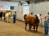 4-H Provincial Beef & Sheep Show Held in Stettler
