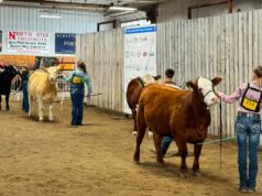 4-H Provincial Beef & Sheep Show Held in Stettler