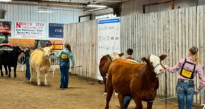 4-H Provincial Beef & Sheep Show Held in Stettler