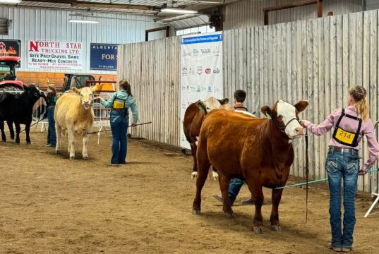 4-H Provincial Beef & Sheep Show Held in Stettler