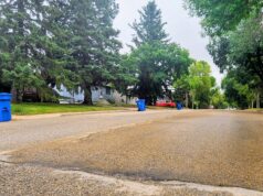 Stettler Transitions Residential Recycling to Circular Materials Program Quiet suburban street lined with tall trees and blue recycling bins at the curb.