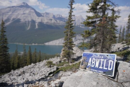 Alberta Launches First Conservation Specialty Licence Plate Alpine lake landscape with pine trees and rocky foreground; an Alberta license plate reads 'AB WILD' on a rock in the foreground.