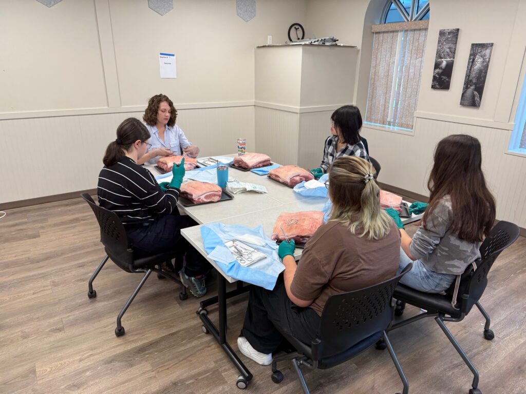 Group of people seated around a table handling large pink slabs of meat, wearing gloves, in a classroom or workshop setting, using surgical tools and blue drapes.