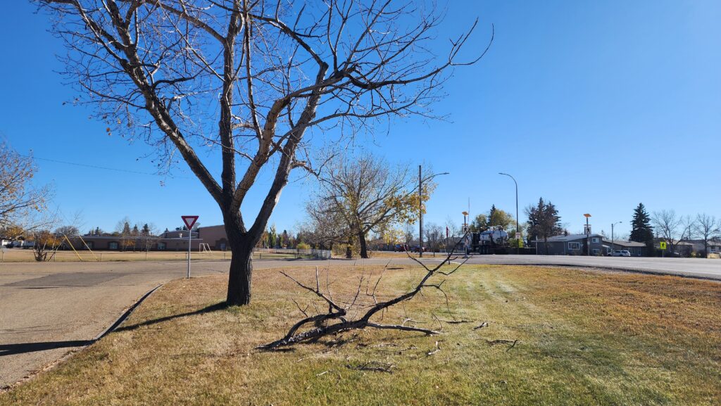 Leafless tree in a grassy median beside a street, with broken branches on the ground and a clear blue sky above.