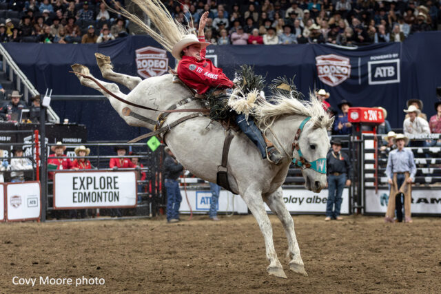 Cowboy in a red shirt and white hat rides a bucking gray horse during a rodeo in front of cheering stands for a dramatic moment in the arena.